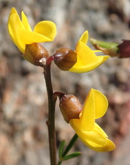 Wiborgiella mucronata