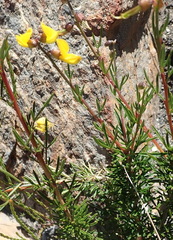 Wiborgiella mucronata