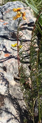 Wiborgiella mucronata