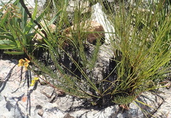 Wiborgiella mucronata