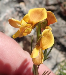 Wiborgiella mucronata