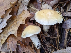 Hygrophorus flavodiscus