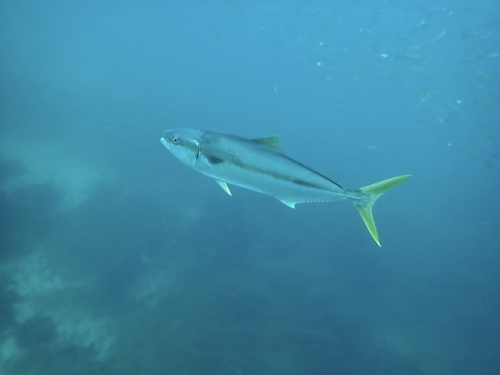 California Yellowtail