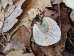 Hygrophorus flavodiscus