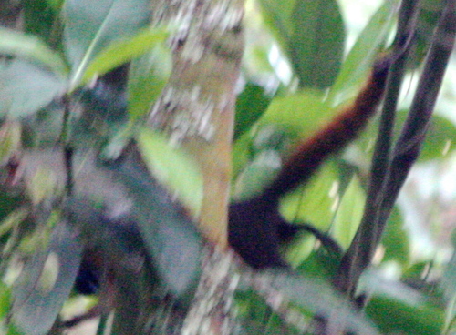 Sciurus granatensis
