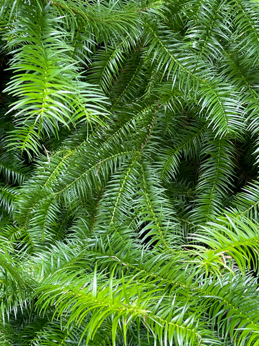 Cunninghamia lanceolata observed 2025-09-15