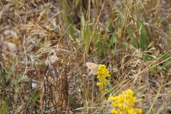 Coenonympha california eunomia