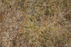 Coenonympha california eunomia