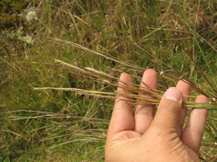 Andropogon aequatoriensis