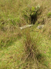 Andropogon aequatoriensis
