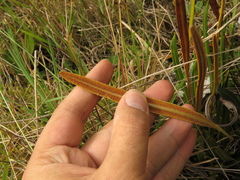 Elaphoglossum minutum