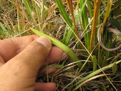 Elaphoglossum minutum