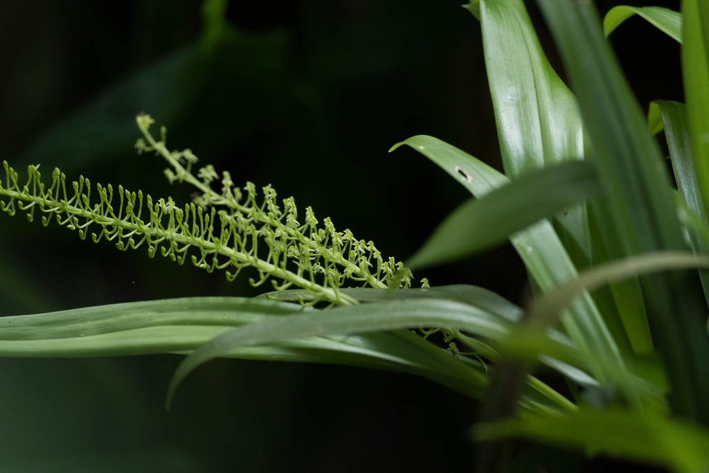 Liparis viridiflora