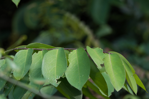 Securidaca inappendiculata observed 2025-09-13