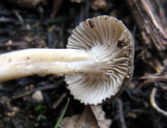 Spodocybe