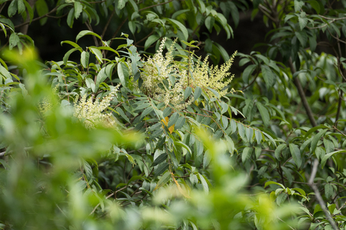 Rhus hypoleuca, 2025-09-15