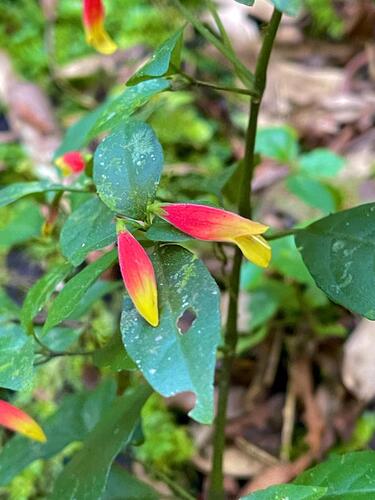 Justicia floribunda, photograph 6
