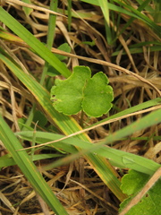 Hydrocotyle bonplandii