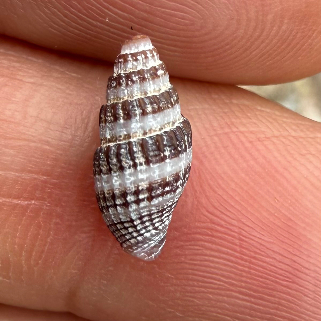 Zafra melitoma