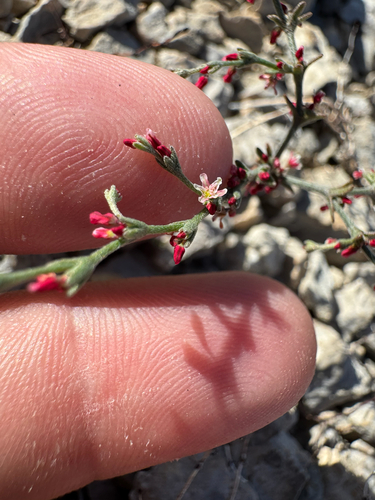 downy buckwheat (Johanneshowellia puberula)