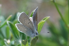 Icaricia icarioides blackmorei