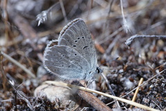 Icaricia icarioides blackmorei