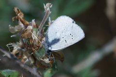 Icaricia icarioides blackmorei