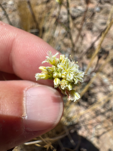 limestone buckwheat (Eriogonum eremicum)