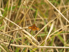 Ancyloxypha melanoneura