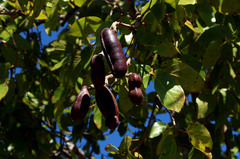 Hymenaea