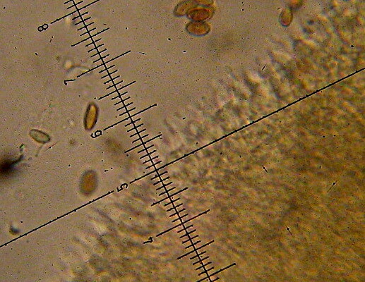 Psilocybe cyanescens image