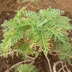 Gonospermum ferulaceum