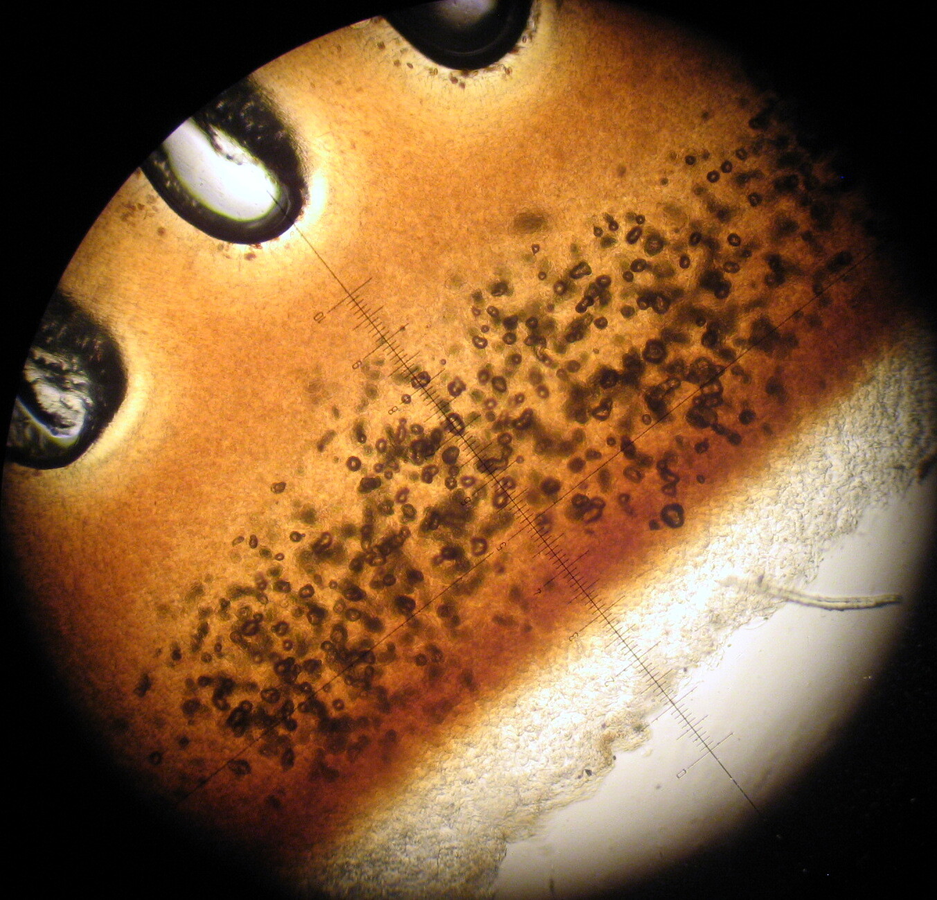 Psilocybe cyanescens image