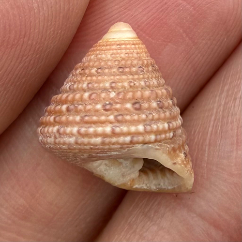 Clanculus margaritarius observed 2025-09-16