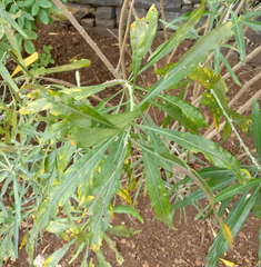Convolvulus floridus