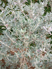 Teucrium heterophyllum