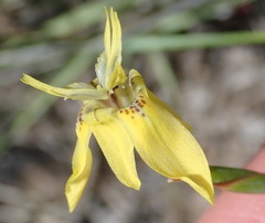 Moraea inconspicua