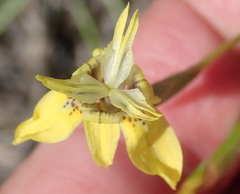 Moraea inconspicua