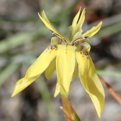 Moraea inconspicua