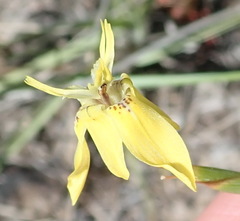 Moraea inconspicua