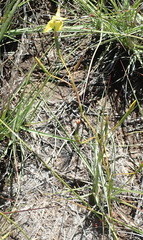 Moraea inconspicua