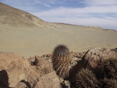 Copiapoa atacamensis