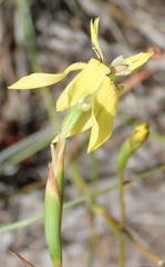 Moraea inconspicua