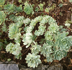 Aeonium castello-paivae