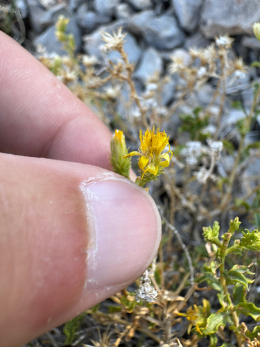 deer heathgoldenrod (Ericameria cervina)