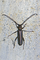 Xystrocera globosa