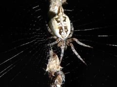 Cyclosa sierrae