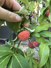 Cornus capitata
