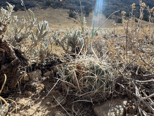 desert valley fishhook cactus (Sclerocactus spinosior)