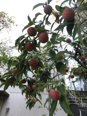 Cornus capitata
